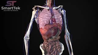 Full Virtual 3D Human Body Anatomy