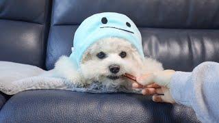 WAKING UP SLEEPY PUPPY WITH TREATS!