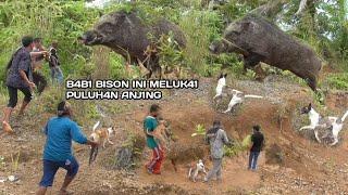 BABI BISON TERSERAM DAN TERGANAS DI HUTAN PARIAMAN || MONSTER OF WILD BOAR || AMAZING ||