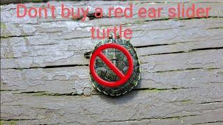 Don't buy a red ear slider turtle get this instead!