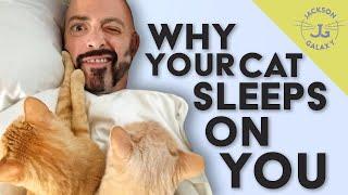 Why Does My Cat Sleep on Me? | Google Questions Answered