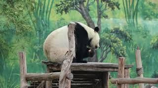 SUPRISEE! INI DIA UPDATE TERBARU DARI PANDA DI TAMAN SAFARI BOGOR! 