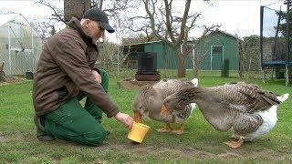 LUCKENWALDE | GÄNSEZÜCHTER STEFFEN PEMPE