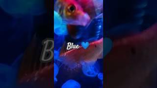 blue2#short#shorts#youtube #goldfish #trending #song#blue