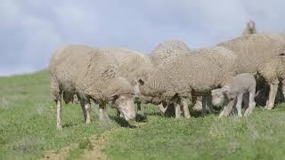 Feed Budgeting for sheep | Department of Primary Industries and Regional Development