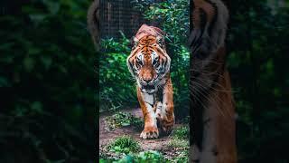 Bengal Tiger Panthera tigris tigris