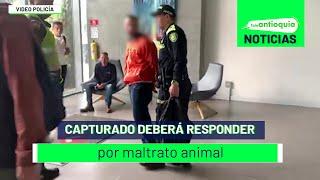 Capturado deberá responder por maltrato animal - Teleantioquia Noticias