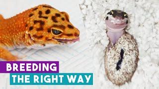 How To Breed Geckos Correctly & Ethically | Leopard Geckos London Interview