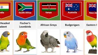 Parrot Breeds From Different Countries