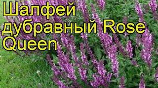 Шалфей дубравный Rose Queen. Краткий обзор, описание характеристик, где купить рассада