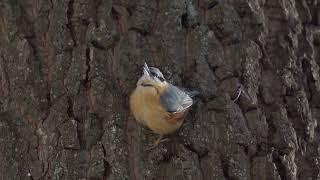 Southern Wood Nuthatch | Повзик