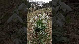 #snowdrop #mountains #shorts