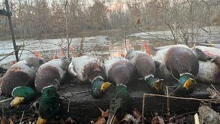 Hunting the All Day Grind: Marsh & Timber Mallard Action!