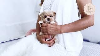 Pretty & tiny puppy  "Claire" #teacup #Maltipoo #cutestdog #tinydog