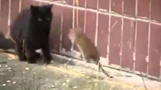 Giant Russian Rat Attacks Cats HQ