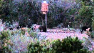 Hog kill with .220 Swift in Llano, TX