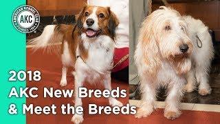 2018 AKC New breeds & Meet the Breeds