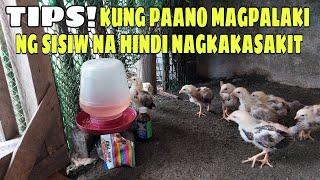 TIPS kung paano magpalaki ng sisiw na walang nagkakasakit || BALERIANS GAMEYARD