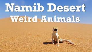 Weird Animals Of The Namib Desert!