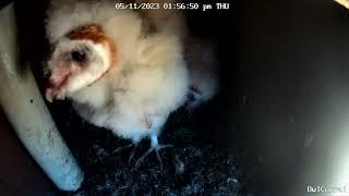 #OwletFinley is Five Weeks Old Today.  Owl Box C -  5/11/23 - 1:56 pm