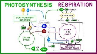 Photosynthesis vs. Cellular Respiration Comparison