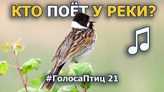 Какие птицы поют и живут у реки? #ГолосаПтиц 21