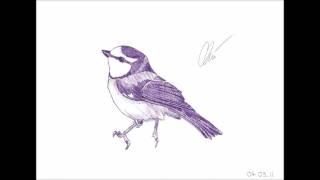 Bird Drawing (Blue Tit)