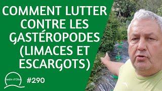 #290-Comment lutter contre les gastéropodes (limaces et escargots)