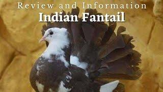 Beautiful & Affordable | Indian Fantail