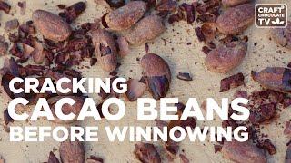 Cracking Cacao Beans before Winnowing - Ep.33 - Craft Chocolate TV