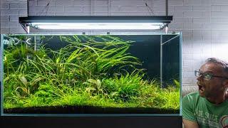 His best aquascape yet ? (4K chilled)