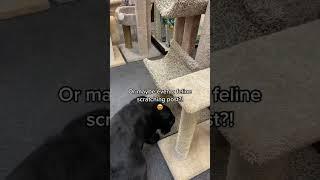 A trip to the pet store GOES OFF THE RAILS 