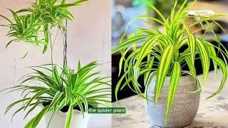 Spider Plant_The Diverse Advantages of Keeping Chlorophytum Inside