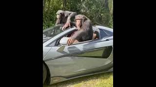 Monkeys Driving in a McLaren - Monkey Flexing Original