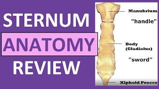 Sternum Anatomy | Manubrium, Gladiolus, Xiphoid Process