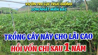 Gợi Ý Giống Cây Trồng Mới Cho Kinh Tế Cao 2024  | Vườn Tre Lục Trúc Giống Lớn Nhất Miền Bắc