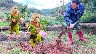 Unbelievable,  Max Monkey smart helps dad plant trees.