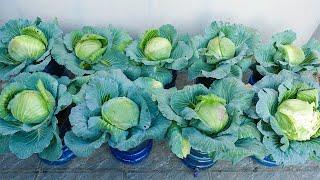 Want to Grow Cabbage at Home with Zero Effort?