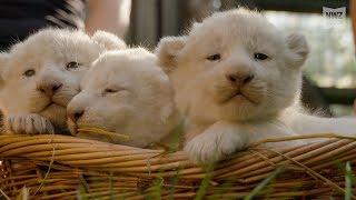 Weiße Löwenbabys im Tierpark Thüle