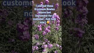 #pollinatorfriendly #wildlifefriendly #garden #nature #flowers #erysimum