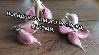 посадка озимого чеснока. сажаем чеснок руками.