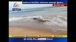 2 Tonne Weight of Sora Fish Caught | by Fishermen | in Srikakulam Dist