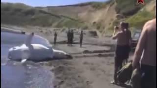 Сахалинские рыбаки поймали большую белую акулу