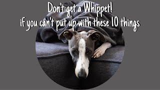 Don’t get a Whippet if you can’t put up with these 10 things! Is a Whippet right for you?