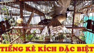 tiếng kè kích chào mào | chào mào đấu | red-whiskered bulbul | birds | bulbul bird | นก ปรอด หัวโขน