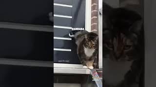 DustyDubs Cat Compilation 4