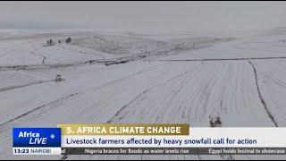 South Africa’s livestock farmers affected by heavy snowfall call for action