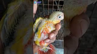 Pineapple conure Baby ️ || Rajdip Aviary #exoticbird #lovebirds #parrot #minivlog