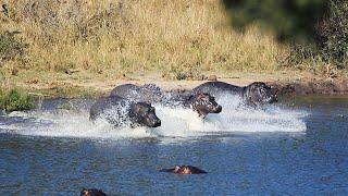 Hippo Sounds Grunting Snorting and Calling