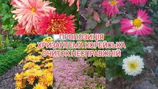 Пропозиція відводки низьких Хризантем корейських Скарлет Сеілс, Злата, біла пізня бордюрна